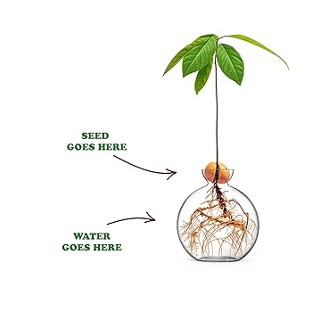 Vasecado Avocado Seed Vase, Hand-Blown Glass Propagation